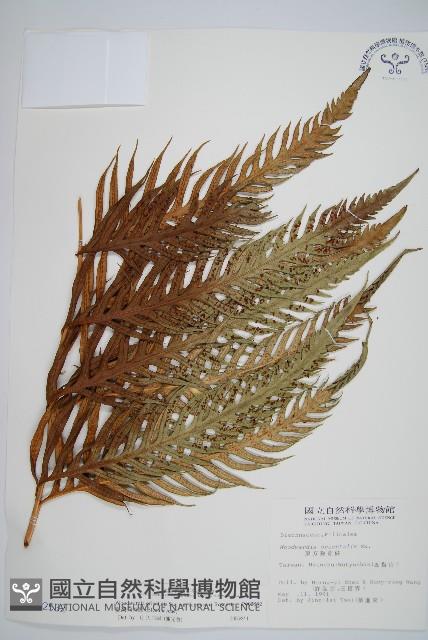 臺灣狗脊蕨藏品圖，第1張