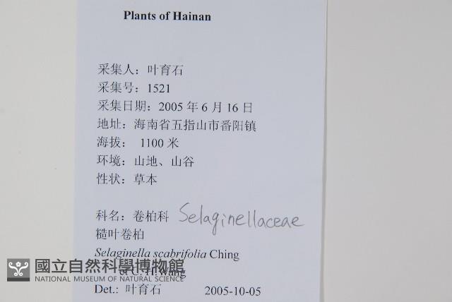 糙葉卷柏藏品圖，第2張