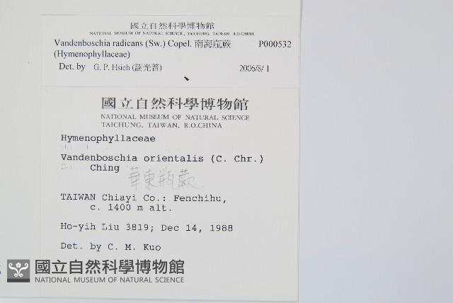 南海瓶蕨藏品圖，第2張