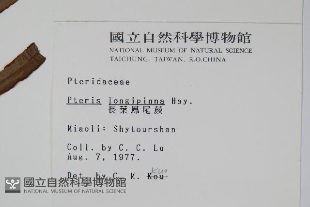 長葉鳳尾蕨藏品圖，第2張