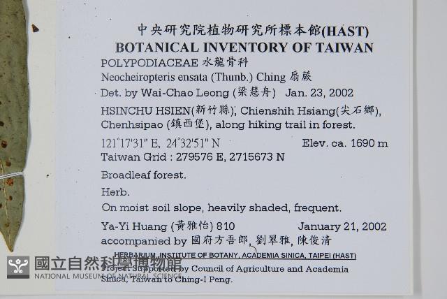 扇蕨藏品圖，第2張