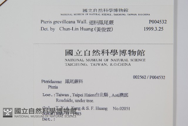 翅柄鳳尾蕨藏品圖，第2張