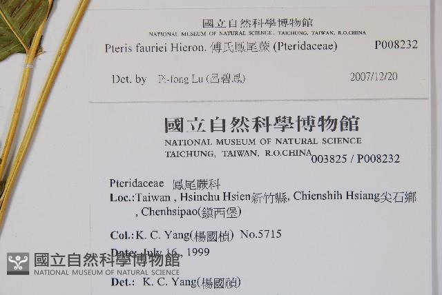 傅氏鳳尾蕨藏品圖，第2張