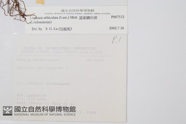 圓葉陵齒蕨藏品圖，第2張