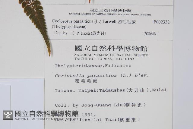 密毛毛蕨藏品圖，第2張