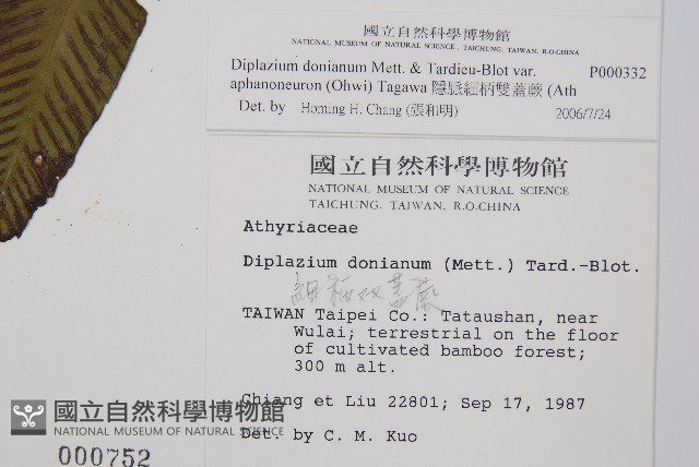 隱脈細柄雙蓋蕨藏品圖，第2張