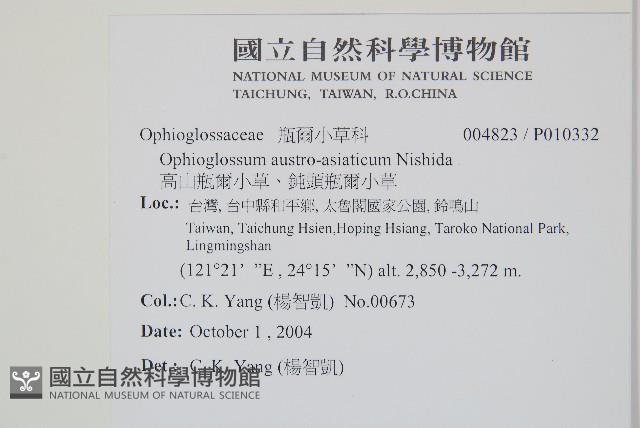 高山瓶爾小草、鈍頭瓶爾小草藏品圖，第2張