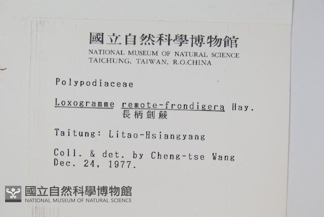 長柄劍蕨藏品圖，第2張