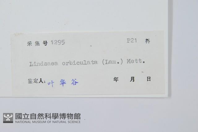 圓葉陵齒蕨藏品圖，第2張