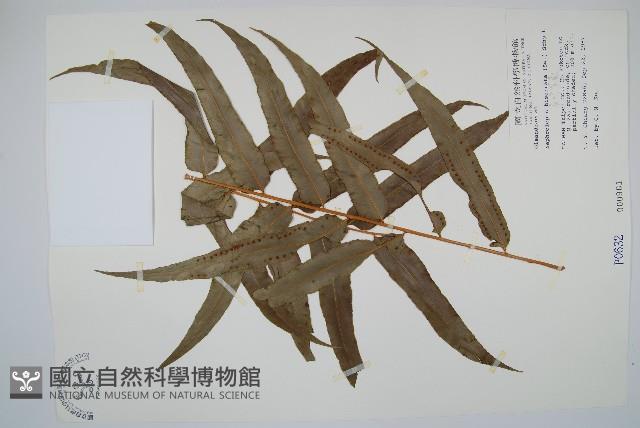 長葉腎蕨藏品圖，第1張