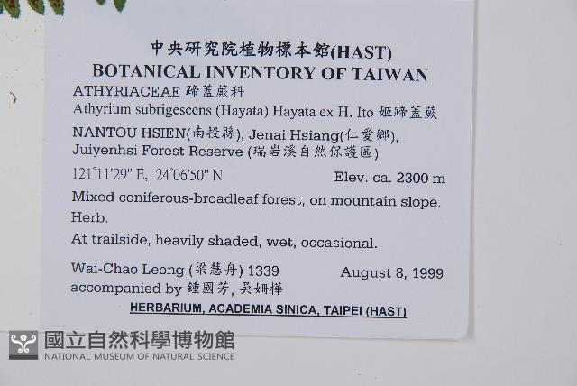 姬蹄蓋蕨藏品圖，第1張