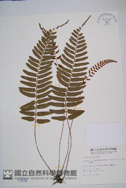 刺蕨藏品圖，第1張