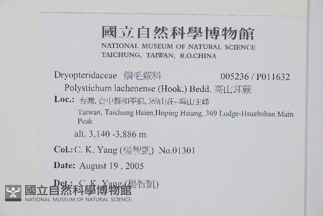 高山耳蕨藏品圖，第2張