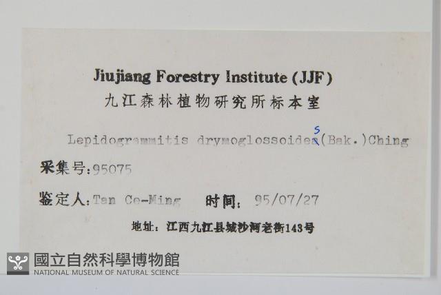 抱石蓮藏品圖，第2張