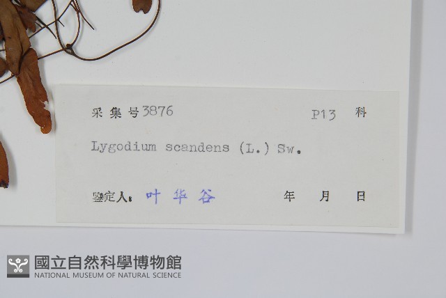 小葉海金沙藏品圖，第2張