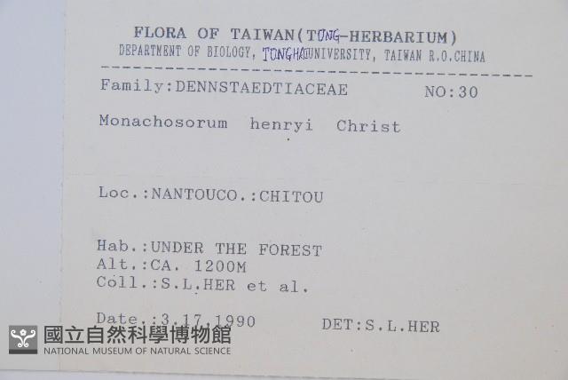 稀子蕨藏品圖，第2張