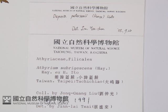 假蹄蓋蕨、東洋蹄蓋蕨藏品圖，第2張