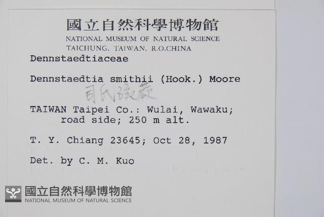 司氏碗蕨藏品圖，第2張