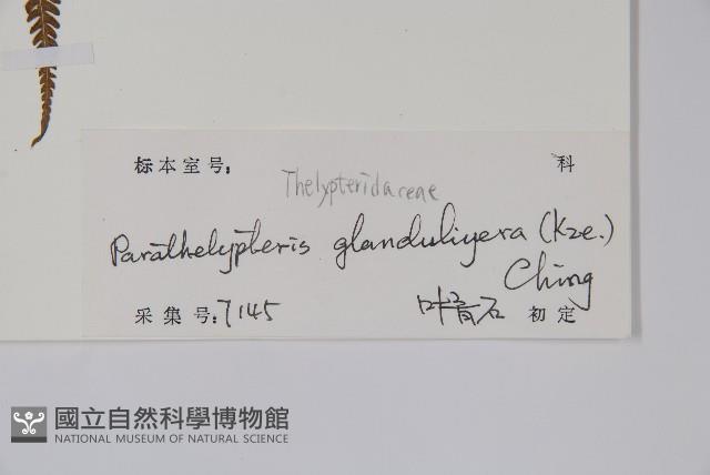 密腺副金星蕨藏品圖，第2張