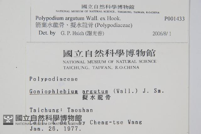 箭葉水龍骨、擬水龍骨藏品圖，第2張