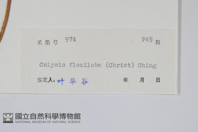 曲邊線蕨藏品圖，第2張