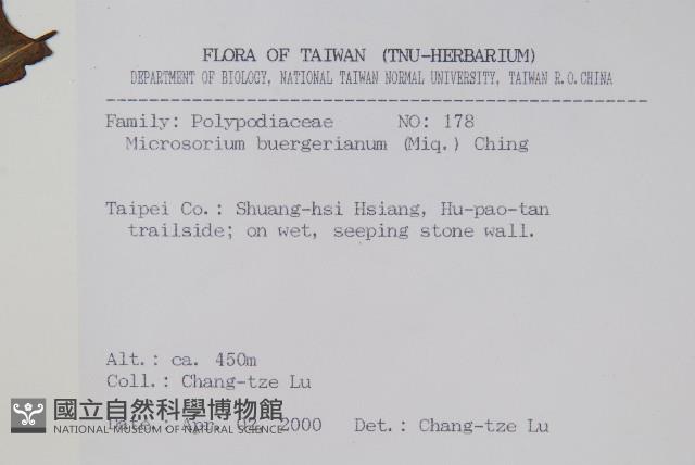 波氏星蕨藏品圖，第2張