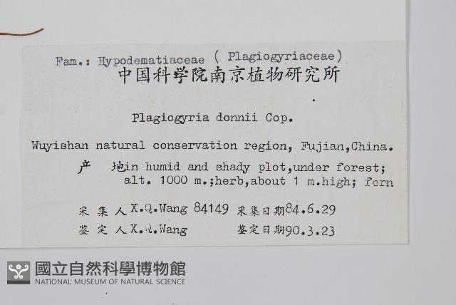 倒葉瘤足蕨藏品圖，第2張