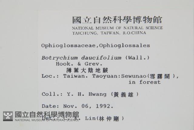 薄葉大陰地蕨藏品圖，第2張