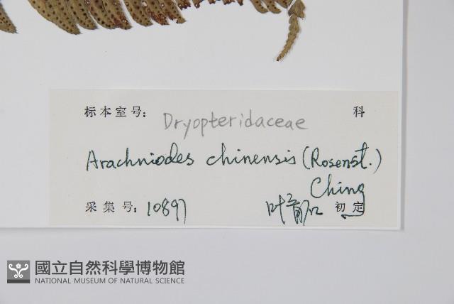 中華複葉耳蕨藏品圖，第2張