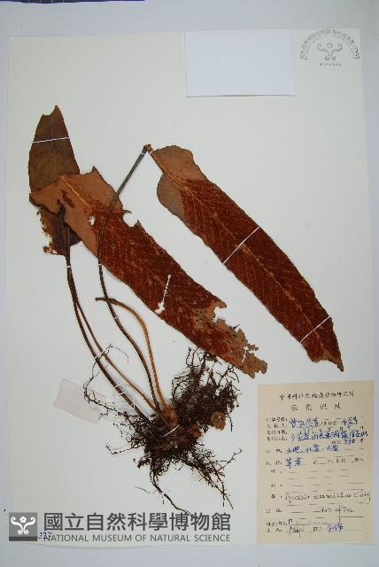 生根卷柏藏品圖，第1張