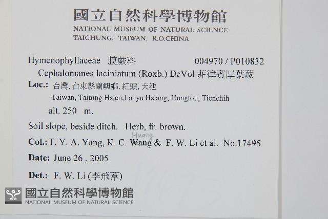 菲律賓厚葉蕨藏品圖，第2張