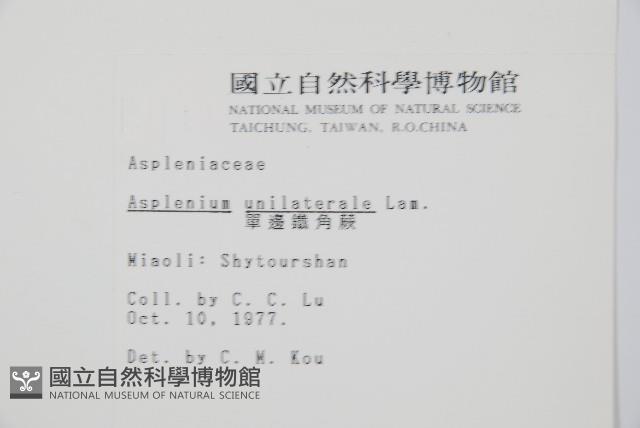 單邊鐵角蕨藏品圖，第2張