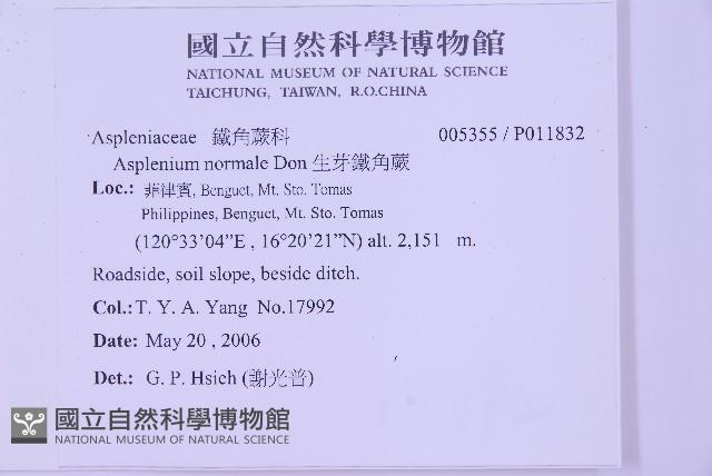 生芽鐵角蕨藏品圖，第2張