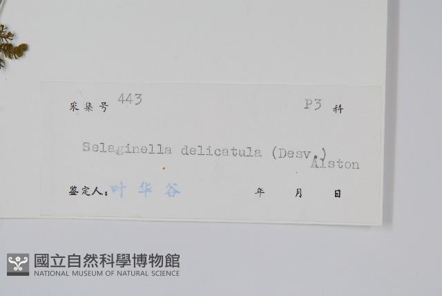 全緣卷柏藏品圖，第2張