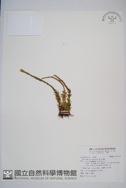 福氏石松藏品圖，第1張