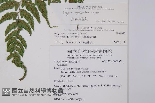 紅柄蹄蓋蕨藏品圖，第2張