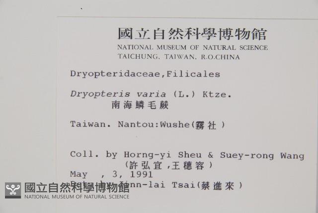 南海鱗毛蕨藏品圖，第2張