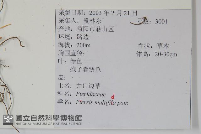 鳳尾蕨藏品圖，第2張