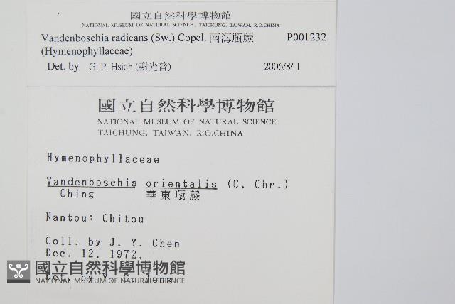 南海瓶蕨藏品圖，第2張