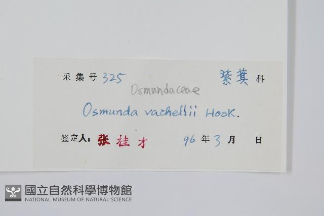 華南紫萁藏品圖，第2張