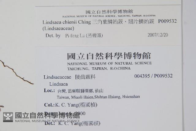 闊片鱗始蕨、錢氏鱗始蕨藏品圖，第2張