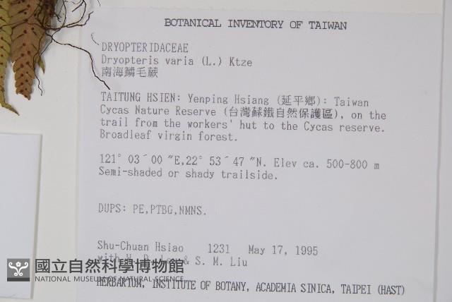 南海鱗毛蕨藏品圖，第2張