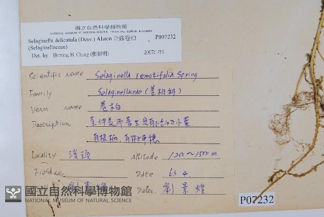 全緣卷柏藏品圖，第2張