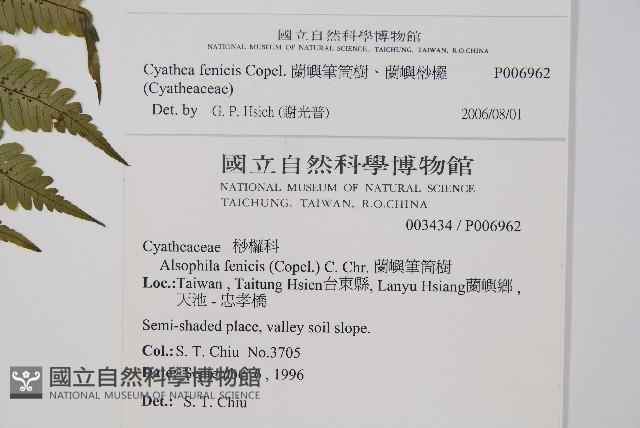 蘭嶼筆筒樹、蘭嶼桫欏藏品圖，第2張