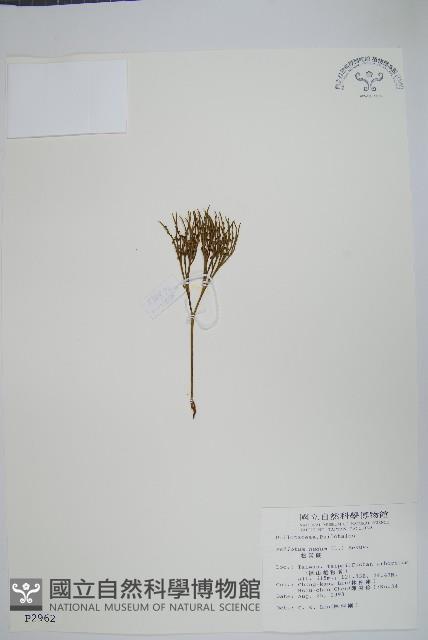 松葉蕨藏品圖，第1張