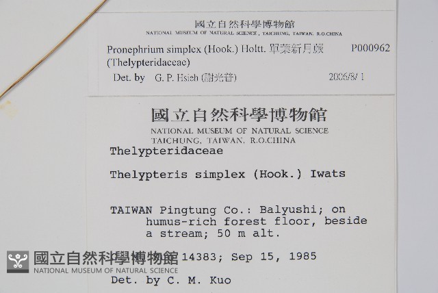 單葉新月蕨藏品圖，第2張