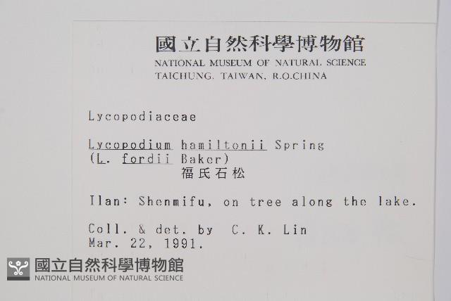 福氏石松藏品圖，第2張