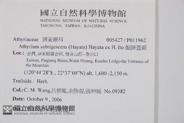 姬蹄蓋蕨藏品圖，第2張