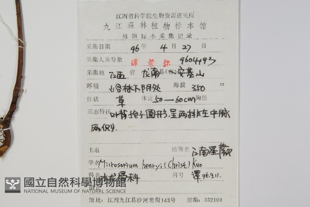大星蕨藏品圖，第2張
