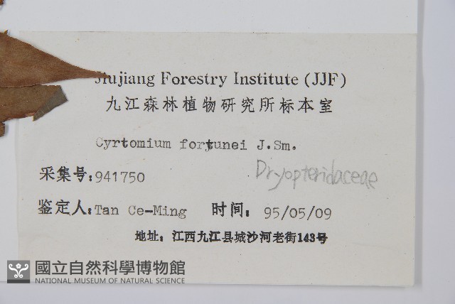 貫眾蕨藏品圖，第2張